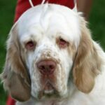 Миниатюра к