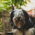 Миниатюра к