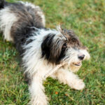 Миниатюра к