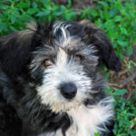 Миниатюра к