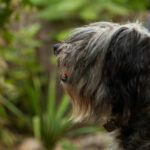 Миниатюра к