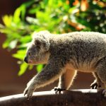 Миниатюра к