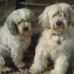 Миниатюра к