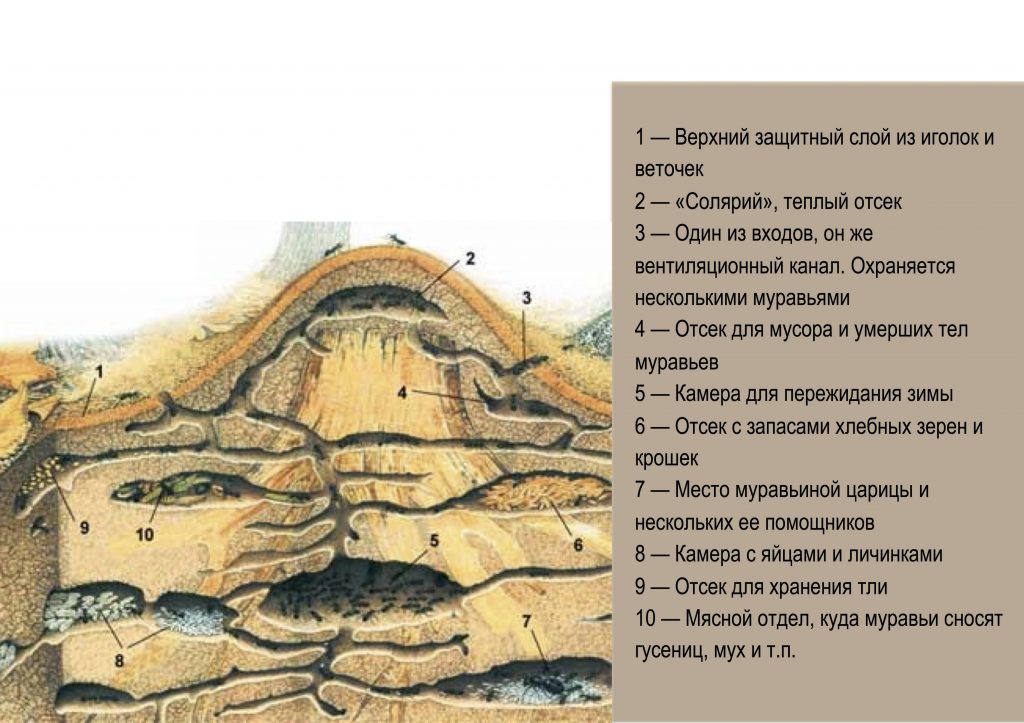 Какие комнаты есть в муравейнике