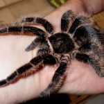 Миниатюра к 