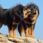 Миниатюра к