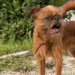 Миниатюра к 