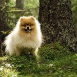 Миниатюра к