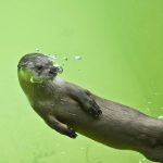 Миниатюра к