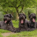 Миниатюра к 