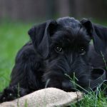 Миниатюра к 