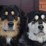 Миниатюра к