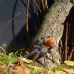 Миниатюра к 