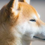 Миниатюра к 