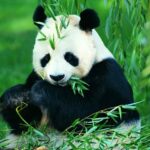 Миниатюра к