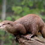 Миниатюра к