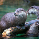 Миниатюра к