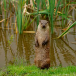 Миниатюра к