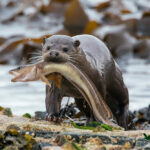 Миниатюра к