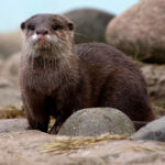 Миниатюра к