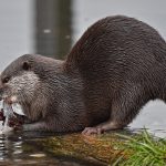 Миниатюра к