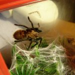 Миниатюра к 