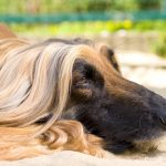 Миниатюра к 