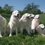 Миниатюра к