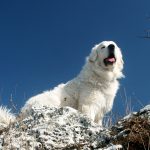 Миниатюра к