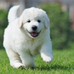 Миниатюра к