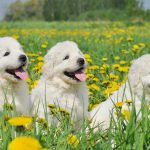 Миниатюра к