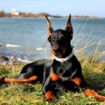 Миниатюра к 