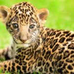 Миниатюра к