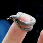 Tetracheilostoma carlae