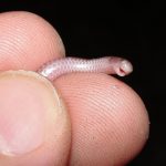 Tetracheilostoma carlae