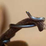 Tetracheilostoma carlae