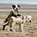 Миниатюра к