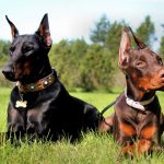 Миниатюра к 