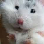 хомячок Кэмпбелла