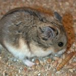 хомячок Кэмпбелла