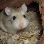 хомячок роборовского