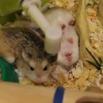 хомячок роборовского