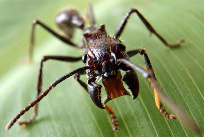 Способы защиты насекомых от врагов