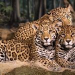 Миниатюра к