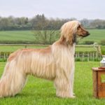 Миниатюра к 