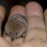 карликовая белозубка