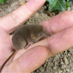 карликовая белозубка