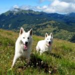 Миниатюра к 