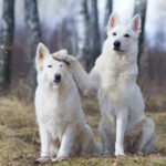 Миниатюра к 