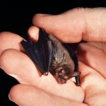 Свиноносая летучая мышь